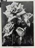 Minnie Francis rose photo