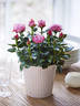 Pink Infinity® rose photo