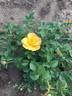 Bill Reid rose photo