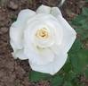 Opulence rose photo