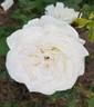 Opulence rose photo