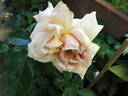 Adèle Crofton rose photo