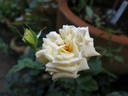 Adèle Crofton rose photo