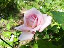 McGredy's Gem rose photo