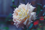 Tipsy Imperial Concubine rose photo
