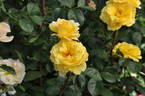 Nadia Zerouali ™ rose photo