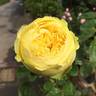 Catalina rose photo