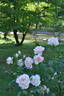 Rokoko rose photo