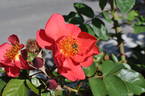 So Pretty rose photo