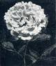Fringed Hermosa rose photo