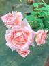 Kanyakumari ™ rose photo