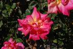 Shirpa ® rose photo