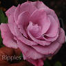 Ripples rose photo