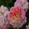 Villa Fidelia rose photo