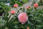 Candy Spelling rose photo