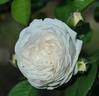 Iceland Queen rose photo