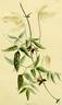 C. sibirica clematis photo