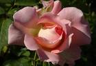 Rokoko rose photo