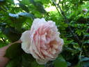 Duftwolke X Maigold rose photo