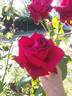 Big Ben rose photo
