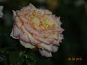 Aruba rose photo