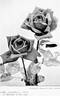 Lady Sackville rose photo
