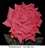 Schwabenland rose photo