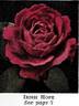 Irish Hope rose photo