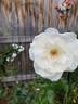 Home and Family ™ rose photo