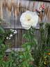 Home and Family ™ rose photo