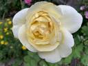 Lemon Chiffon rose photo