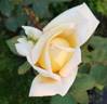 Ethel Sanday rose photo