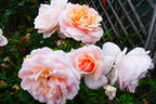 Isarperle rose photo