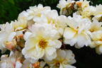Thisbe rose photo