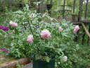 La Sylphide rose photo