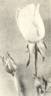 Caledonia rose photo