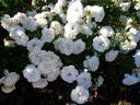 Petticoat ® rose photo