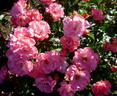 UNICEF-Rose rose photo