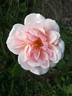 Madame Edmond Rostand rose photo