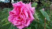 Stella di Bologna rose photo
