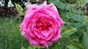 Stella di Bologna rose photo