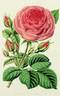 Princess Louise Victoria rose photo