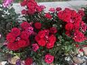 Drop Dead Red rose photo