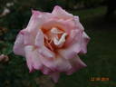 Champagne rose photo