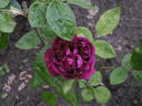 Deuil de Paul Fontaine rose photo
