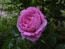 Coupe de Hebe rose photo