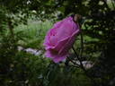 Coupe de Hebe rose photo