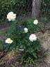 St. Tropez rose photo