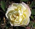 Marie van Houtte rose photo
