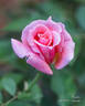 Freckles rose photo